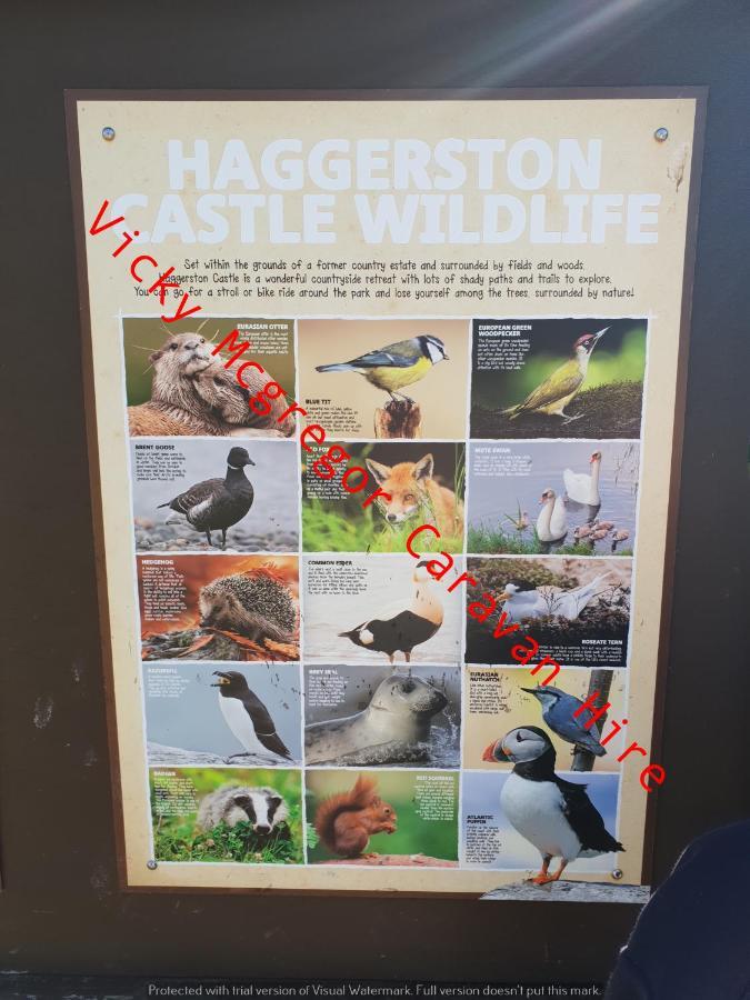 ホテル Haggerston Castle Tower Lawn Hire バーウィック・アポン・ツイード エクステリア 写真